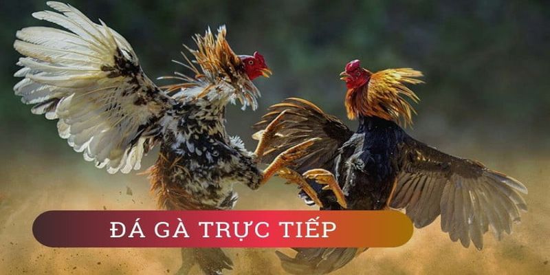 Các sòng bạc trực tuyến được xếp hạng Win58 cung cấp rất nhiều trò chơi đa dạng - Win58